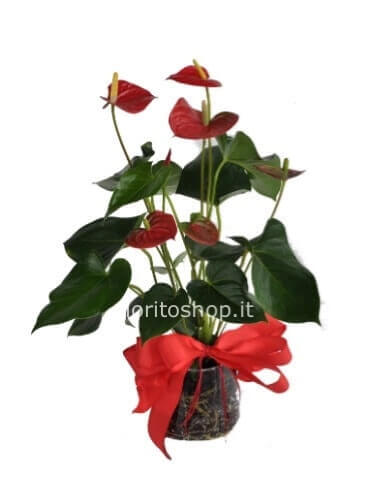 Pianta di anthurium con vaso