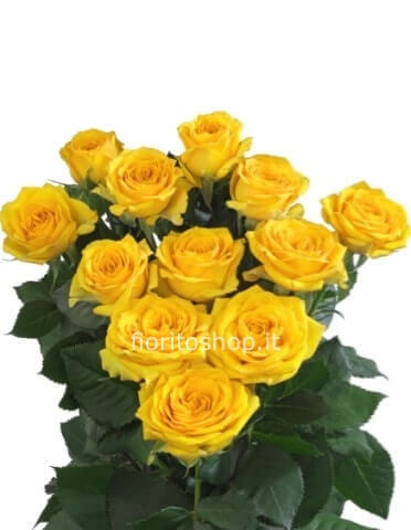 Rose gialle lunghezza 70-80 cm