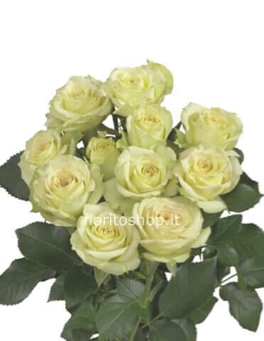 Rose bianche lunghezza 70-80 cm