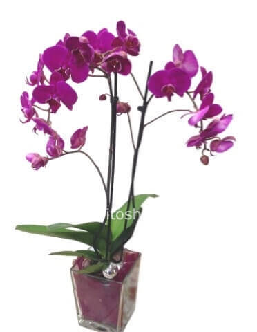 Orchidea Phaleonopsis a 2 steli BIANCA con vaso