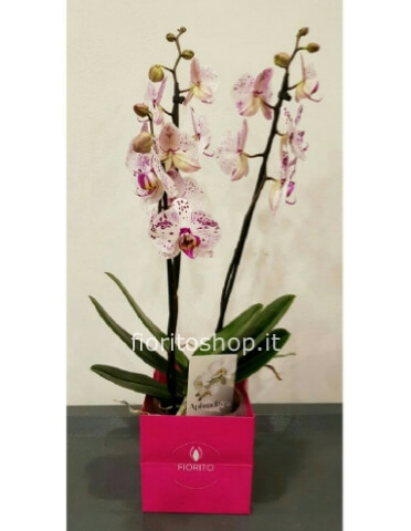 Orchidea Phaleonopsis rosa e bianca a due steli